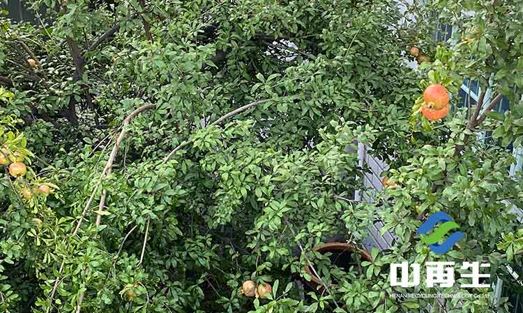 生活垃圾作為人類社會發展必然的產物，具有哪些特性